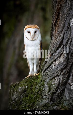 Il gufo fienile (Tyto alba) è la specie di gufo più diffusa al mondo e una delle più diffuse Foto Stock