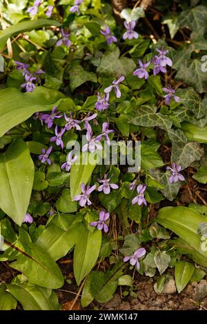 Viola reichenbachiana "Early Dog-Violet" Foto Stock