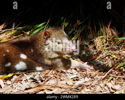 Un meraviglioso e suggestivo quoll dalla coda maculata che si rilassa al sole. Foto Stock