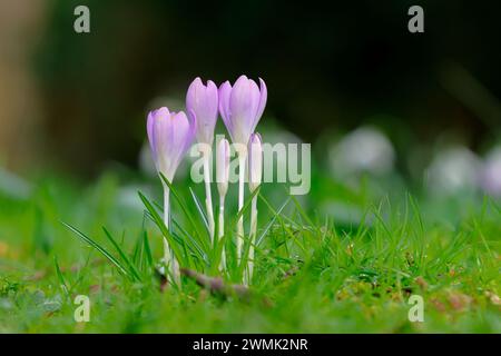 I crochi primaverili fioriscono in un prato erboso Foto Stock