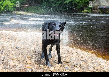 Black Labrador scuote gocce d'acqua da se stesso dopo una nuotata sul fiume Foto Stock