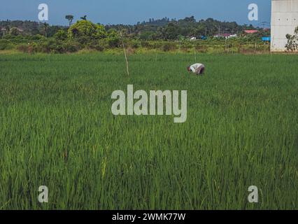 Balikpapan, Indonesia - 8 febbraio 2024. una vasta risaia verde cresce abbondantemente e un edificio di casa di rondine nelle vicinanze. Foto Stock