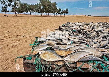 I paraurti atlantici (Chloroscombrus chrysurus) sono una fonte alimentare cruciale in Africa. In tutto il mondo, i pesci sostengono un miliardo di persone. Essiccazione del pesce su rack a... Foto Stock