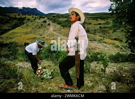 I lavoratori raccolgono agave selvatiche nella campagna di Oaxaca, dove il 80% del mescal veniva prodotto in Messico. Producono 1.000 litri di mescal al mese nella piccola fabbrica... Foto Stock