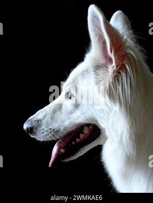 Colpo di testa di profilo di un pastore tedesco bianco Foto Stock