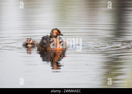 Grebe cornea (Podiceps auritus) con due pulcini che cavalcano sulla schiena e un altro che segue nuota in uno stagno Foto Stock