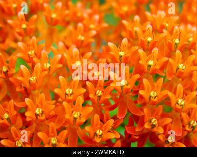 L'erba farfalla (Asclepias tuberosa) è una celebrazione del ricco colore arancione e del motivo Foto Stock