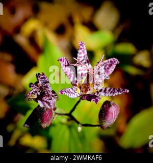 Primo piano di un giglio di rospo (Tricyrtis "Empress") Foto Stock