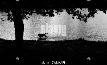 Il cane sagomato corre in acqua lungo il bordo di un lago Foto Stock