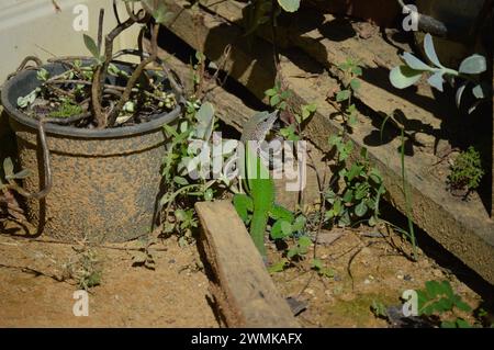 Gigantesca e colorata lucertola ameiva (Ameiva ameiva) per terra a São gabriel da Straw - ES, Brasile.jacarepinima Foto Stock