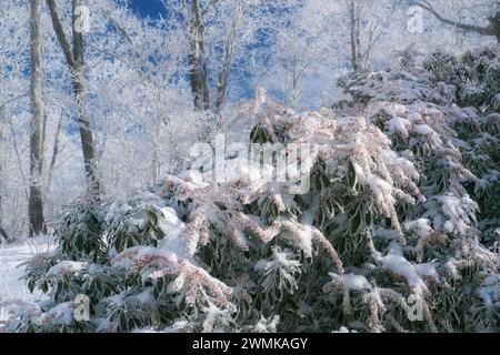 I fiori e i rami di alberi di Japonica sono ricoperti di ghiaccio bianco in un giorno d'inverno; Fairview, Carolina del Nord, Stati Uniti d'America Foto Stock