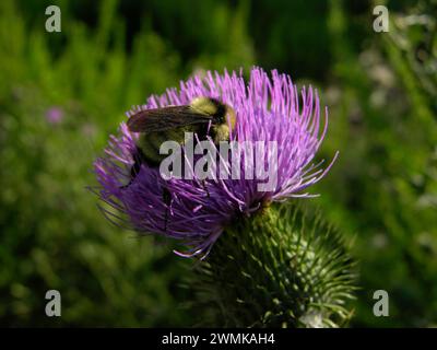 Ape a nido d'ape su un fior di cardo Foto Stock