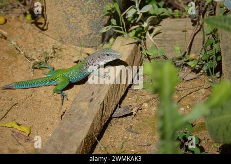 Gigantesca e colorata lucertola ameiva (Ameiva ameiva) per terra a São gabriel da Straw - ES, Brasile.jacarepinima Foto Stock