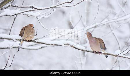 Due colombe in lutto (Zenaida macroura) riposano su un ramo di albero nella neve; Weaverville, Carolina del Nord, Stati Uniti d'America Foto Stock