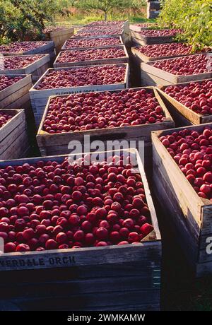 Le mele appena raccolte riempiono le casse dei frutteti di Lerew nella contea di Adams. La Pennsylvania è il quinto più grande produttore di mele negli Stati Uniti. Foto Stock