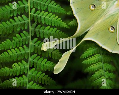 Luna Moth (Actias luna) poggia su una signora Fern (Athyrium filix-femina ssp.), i suoi punti di vista e la lunga coda visibili Foto Stock