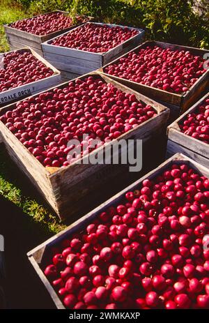 Le mele appena raccolte riempiono le casse dei frutteti di Lerew nella contea di Adams. La Pennsylvania è il quinto più grande produttore di mele negli Stati Uniti. Foto Stock