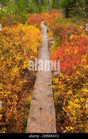 Monon Lago Trail in autunno, Ollalie Lake Scenic Area, Mt Hood National Forest, Oregon Foto Stock