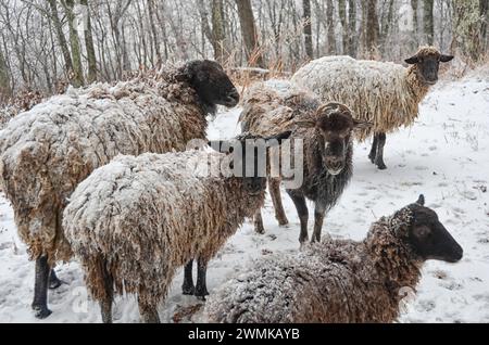 Piccolo gregge di pecore di razza mista (Ovis aries) in piedi nella neve Foto Stock