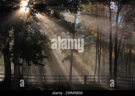 La luce del sole mattutino filtra tra gli alberi autunnali; Weaverville, North Carolina, Stati Uniti d'America Foto Stock