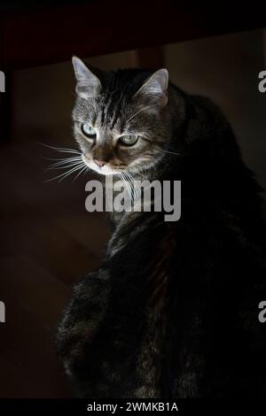 La luce del sole illumina solo il volto di un tabby maschile nascosto sotto un tavolo; Weaverville, North Carolina, Stati Uniti d'America Foto Stock