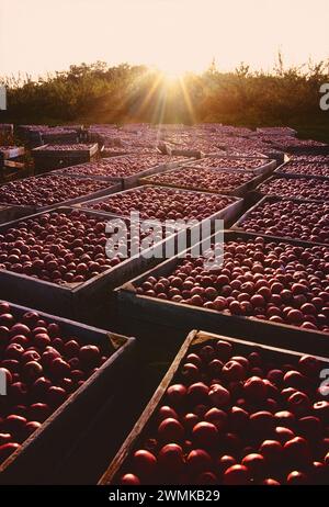 Le mele appena raccolte riempiono le casse dei frutteti di Lerew nella contea di Adams. La Pennsylvania è il quinto più grande produttore di mele negli Stati Uniti. Foto Stock