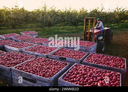 Trattore utilizzato per caricare casse riempite di mele appena raccolte nei frutteti di Lerew, nella contea di Adams. La Pennsylvania è il quinto più grande produttore di mele negli Stati Uniti Foto Stock