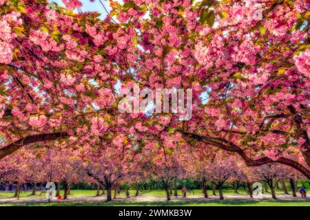 Persone che amano la bellezza degli alberi di ciliegio in fiore (Prunus kanzan) in un parco; Brooklyn, New York, Stati Uniti d'America Foto Stock