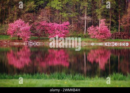 I meli di granchio in piena primavera fioriscono; si riflettono nello stagno dei frutteti; Adams County; Pennsylvania; Stati Uniti Foto Stock