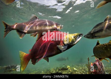 Colorato salmone riproduttore nel fiume Ozernaya. I salmoni si trasformano da missili d'argento nell'oceano a creature dai colori vivaci mentre realizzano il loro... Foto Stock