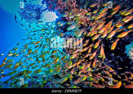 Sciame di pesci spazzatura nelle acque al largo dell'isola di Banta in Indonesia. Il commercio globale di pesce vivo della barriera corallina potrebbe superare un miliardo di dollari all'anno con molti speci... Foto Stock