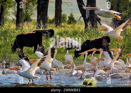 Strana giustapposizione di pellicani e bovini in un ranch in Nebraska. Le popolazioni migranti di pellicani bianchi (Pelecanus erythrorhynchos) si trovano nel ... Foto Stock