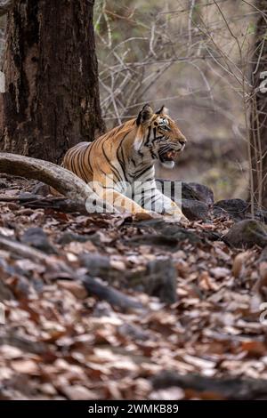 La tigre del Bengala (Panthera tigris tigris) si trova tra le rocce sotto l'albero; Madhya Pradesh, India Foto Stock