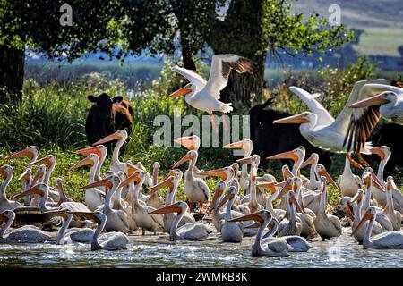 Pellicani in un allevamento di bestiame in Nebraska. Le popolazioni migranti di pellicani bianchi (Pelecanus erythrorhynchos) si trovano in primavera e in autunno. Altro ... Foto Stock