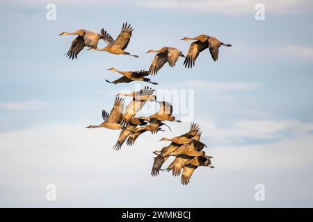 Gruppo di gru Sandhill (Antigone canadensis) contro un cielo blu, sorvolando Creamer's Field migratory Waterfowl Refuge a Fairbanks Foto Stock