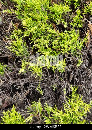 Fogliame di conifere. Lascia lo sfondo. Natura. Schema dei rami. Aghi di pino caduti e freschi. Contrasto Foto Stock