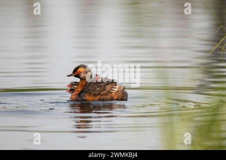 Grebe cornea (Podiceps auritus) con tre pulcini che cavalcano sulla schiena e nuotano in uno stagno del campus di Fairbanks della University of Alaska Foto Stock