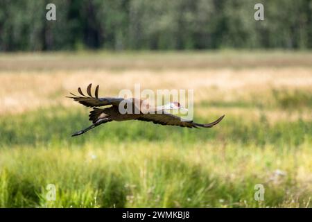Sandhill Crane (Antigone canadensis) volando in basso sui campi aperti di un rifugio per uccelli acquatici; Fairbanks, Alaska, Stati Uniti d'America Foto Stock