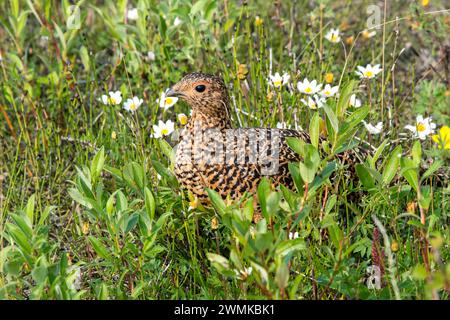 Ritratto ravvicinato di un Willow Ptarmigan (Lagopus lagopus) circondato da fiori selvatici lungo il percorso del fiume Savage nel Parco Nazionale di Denali, Alas... Foto Stock