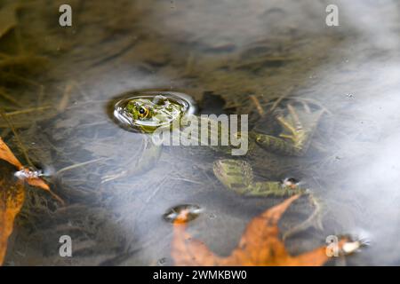 Chiricahua Leopard Frog (Rana chiricahuensis) parzialmente sommersa in uno stagno nel Cave Creek Canyon delle Chiricahua Mountains nel sud-est dell'Arizona, USA Foto Stock