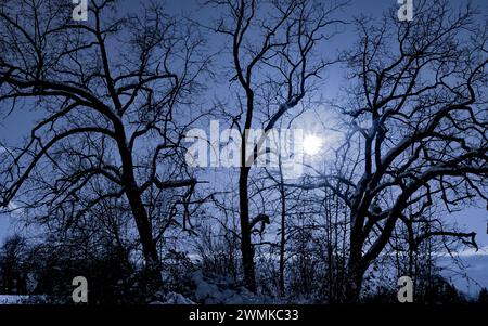 Sunburst in un cielo blu attraverso alberi senza foglie sagomati; Langley, British Columbia, Canada Foto Stock