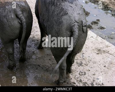 Vista posteriore ravvicinata dei suini domestici ricoperti di fango Foto Stock
