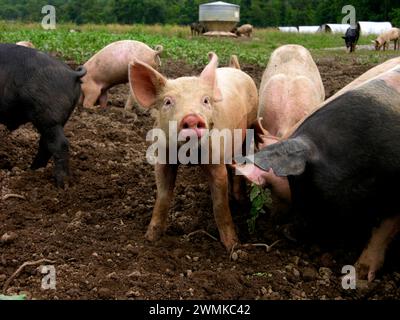 Maiali domestici che si radunano in un orto Foto Stock