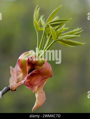 Vista ravvicinata delle foglie di buco giallo (Aesculus flava) come appaiono per la prima volta in primavera; Fairview, Carolina del Nord, Stati Uniti d'America Foto Stock