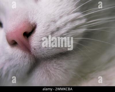 Vista ravvicinata del naso e dei baffi di un gatto domestico; Studio Shot Foto Stock