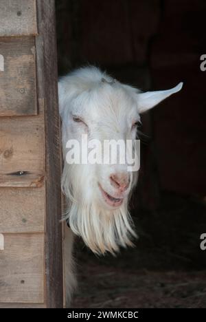 White Billy Goat guarda fuori da dietro un muro di stalle Foto Stock