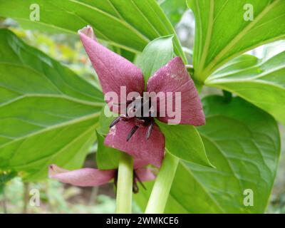 Primo piano di un trillio rosso (Trillium erectum) in fiore Foto Stock