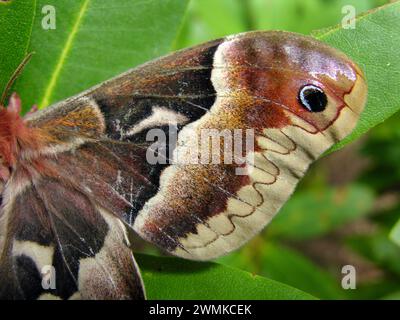 Promethea Moth (Callosamia promethea), primo piano del dettaglio alare Foto Stock