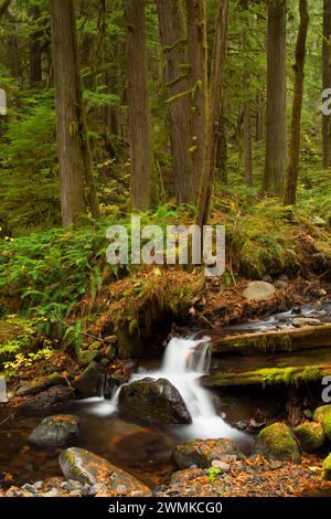 Whale Creek vicino a Indian Henry Campeggio, Clackamas selvatica e Scenic River, West Cascades Scenic Byway, Mt Hood National Forest, Oregon Foto Stock