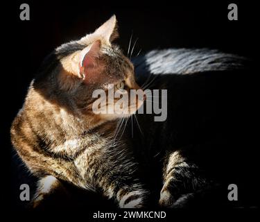 Gatto della casa che si crogiola alla luce del sole Foto Stock